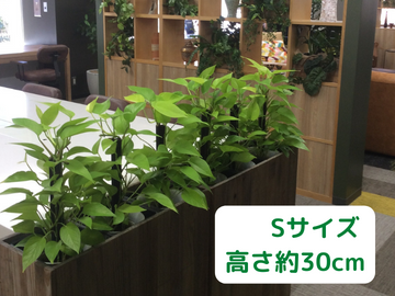 短期観葉植物レンタルSサイズ