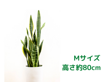 短期観葉植物レンタルMサイズ