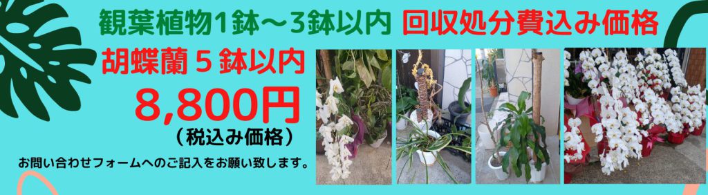 胡蝶蘭と観葉植物の処分