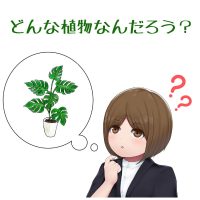 観葉植物のメンテンス