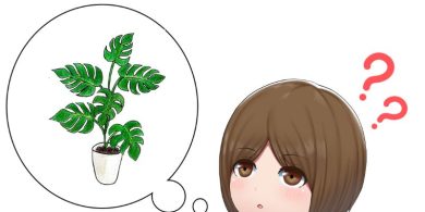 観葉植物のメンテンス