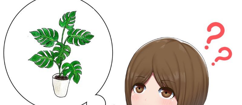 観葉植物のメンテンス