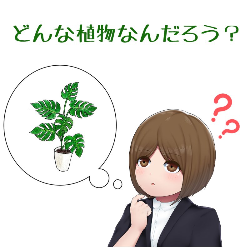 観葉植物メンテンス