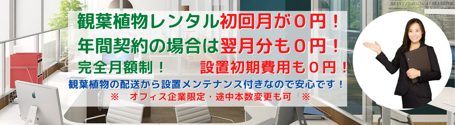 観葉植物レンタルでお勧めの樹種