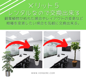 東京オフィス専門の観葉植物レンタル