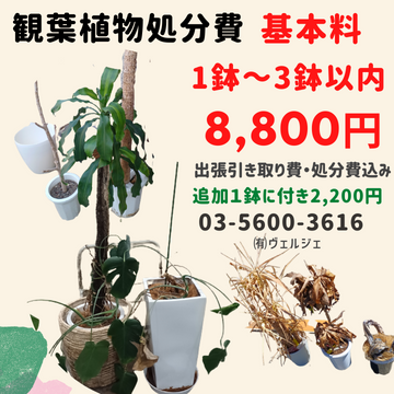 観葉植物処分費価格表