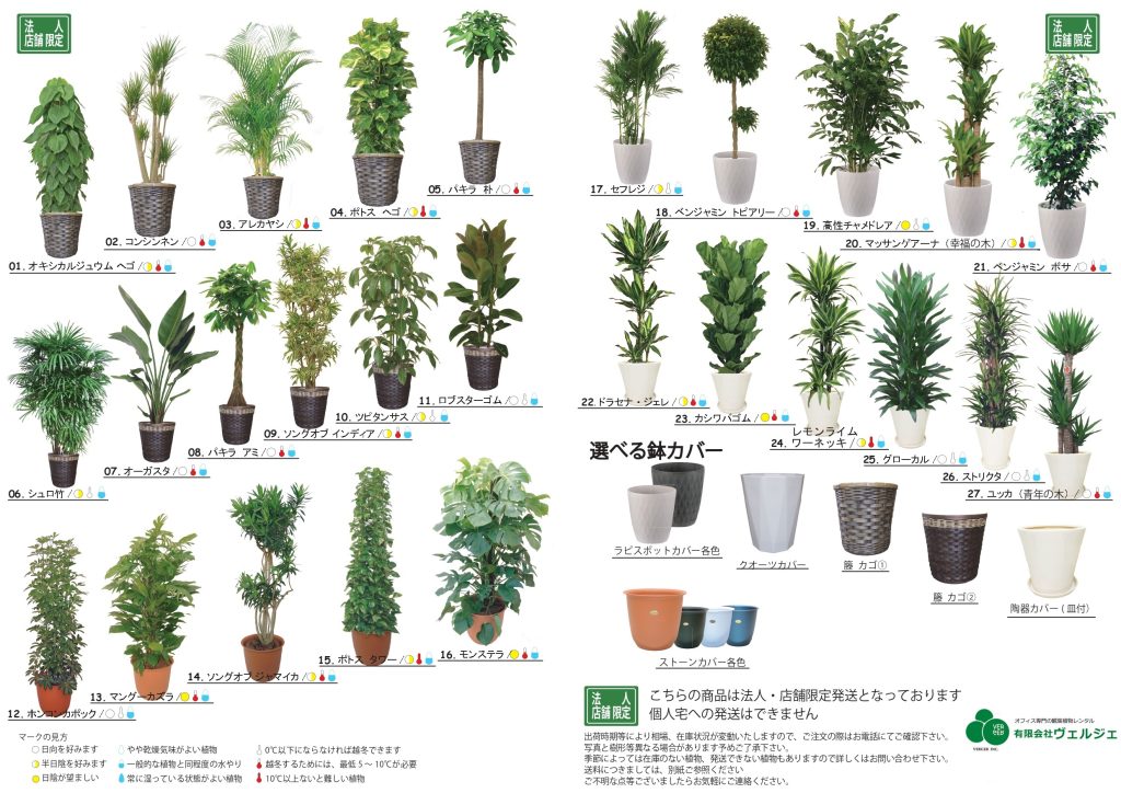 観葉植物の樹種