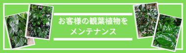 レンタル価格表、ウォールグリーン、観葉植物と胡蝶蘭処分