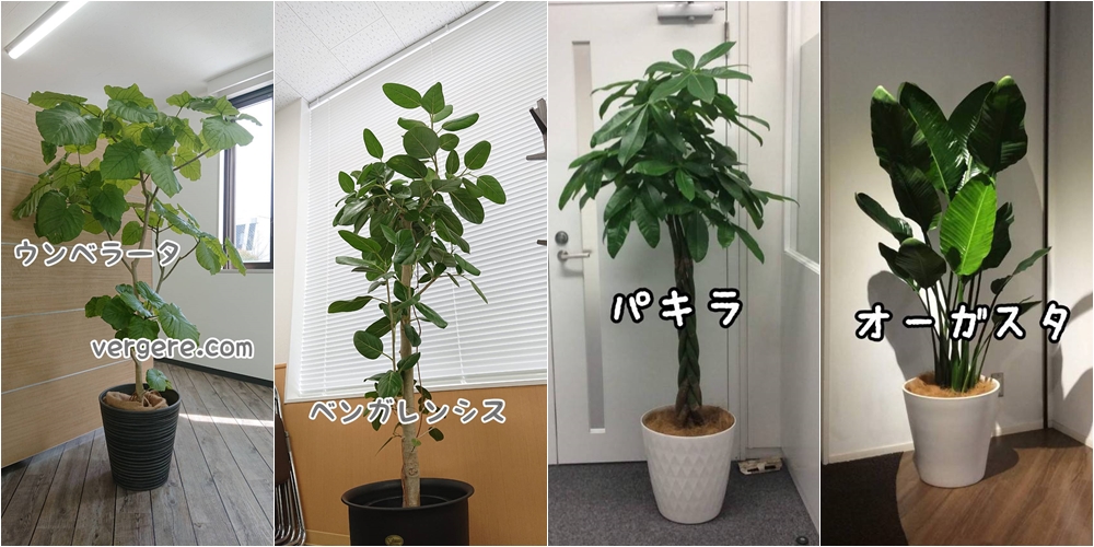 オフィスの観葉植物