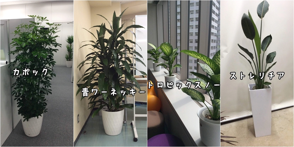 オフィスの観葉植物