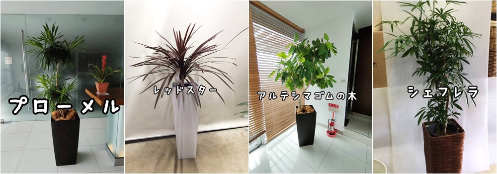 オフィスの観葉植物