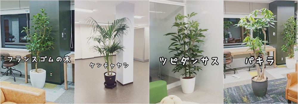 オフィスの観葉植物