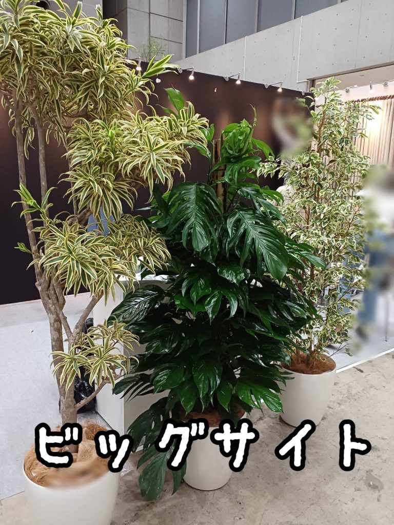 ビッグサイト短期観葉植物レンタル