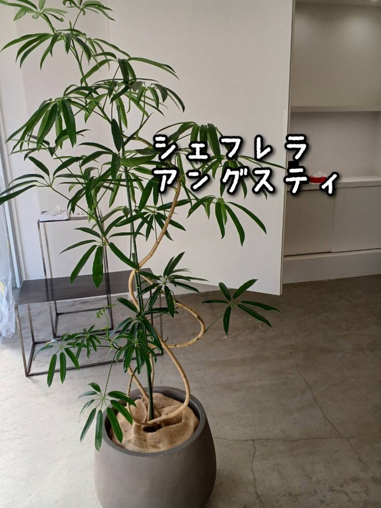 スタジオ撮影用観葉植物レンタル