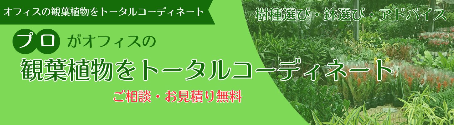 大型観葉植物の販売価格が13,200円～