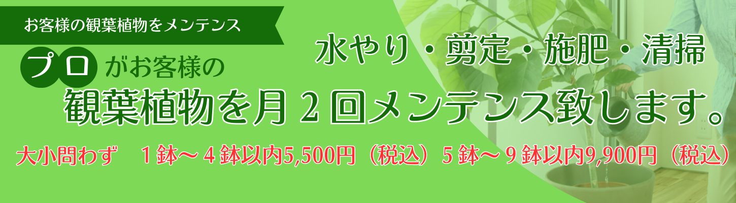 観葉植物のメンテナンス、月２回のお水やりとお手入れ