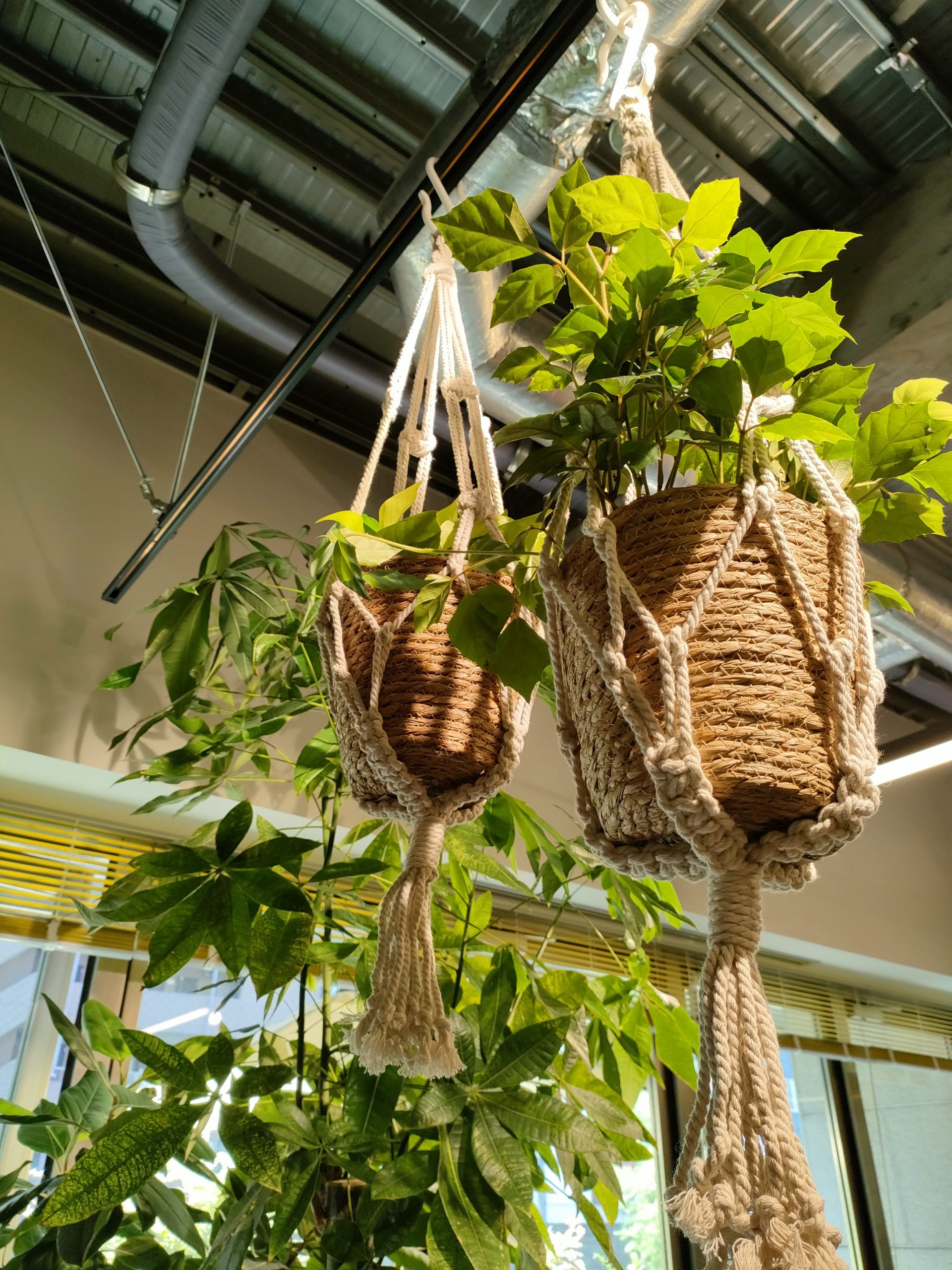 観葉植物のハンギング