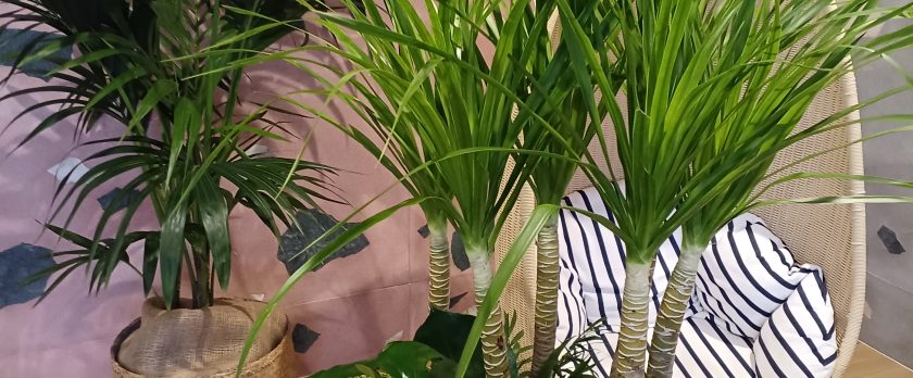 観葉植物の寄植え