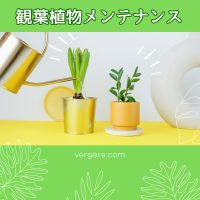 観葉植物メンテンス