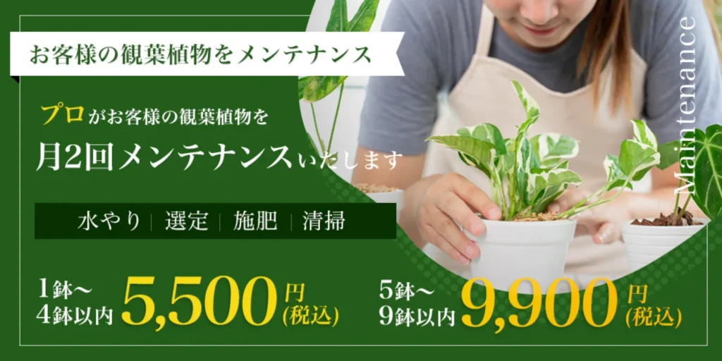 観葉植物メンテナンス