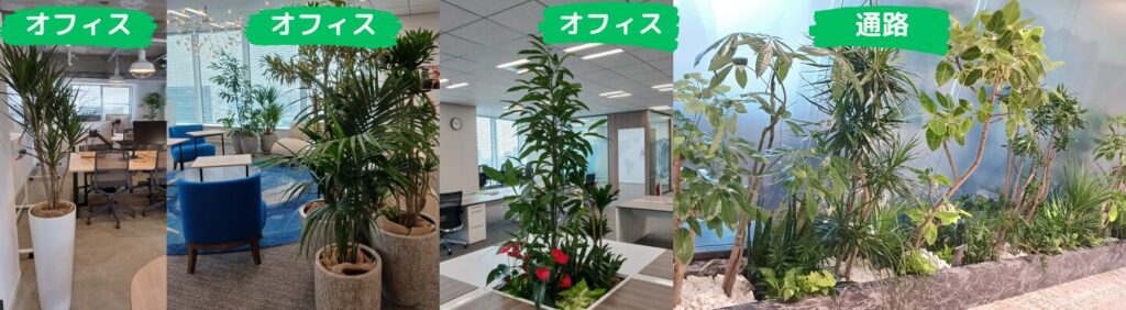 観葉植物設置例