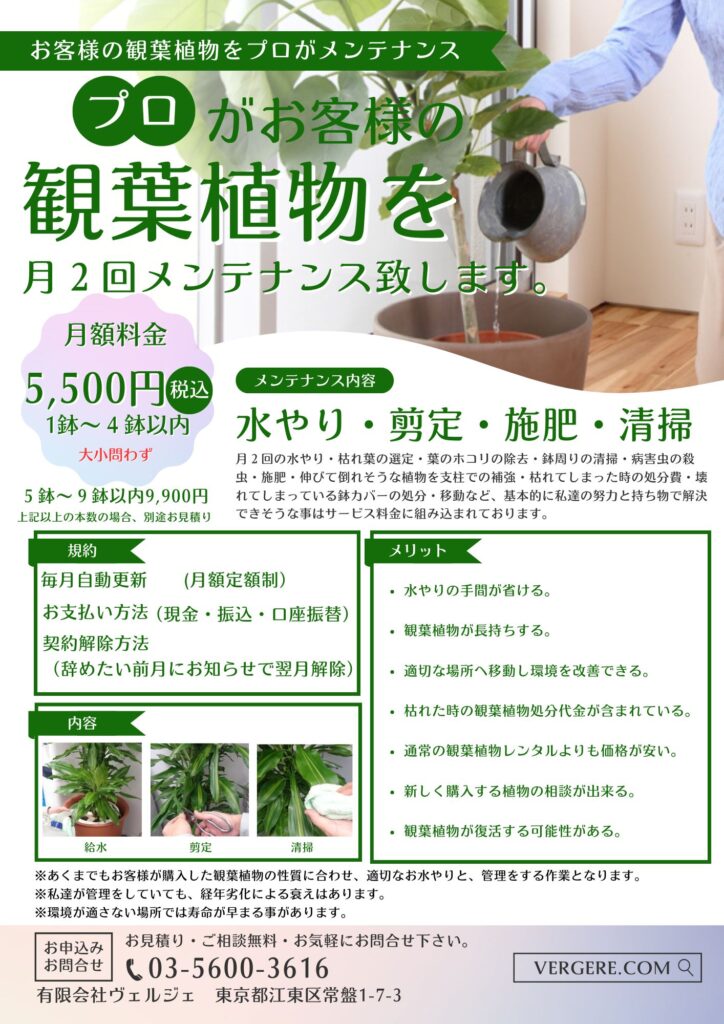 観葉植物メンテナンス