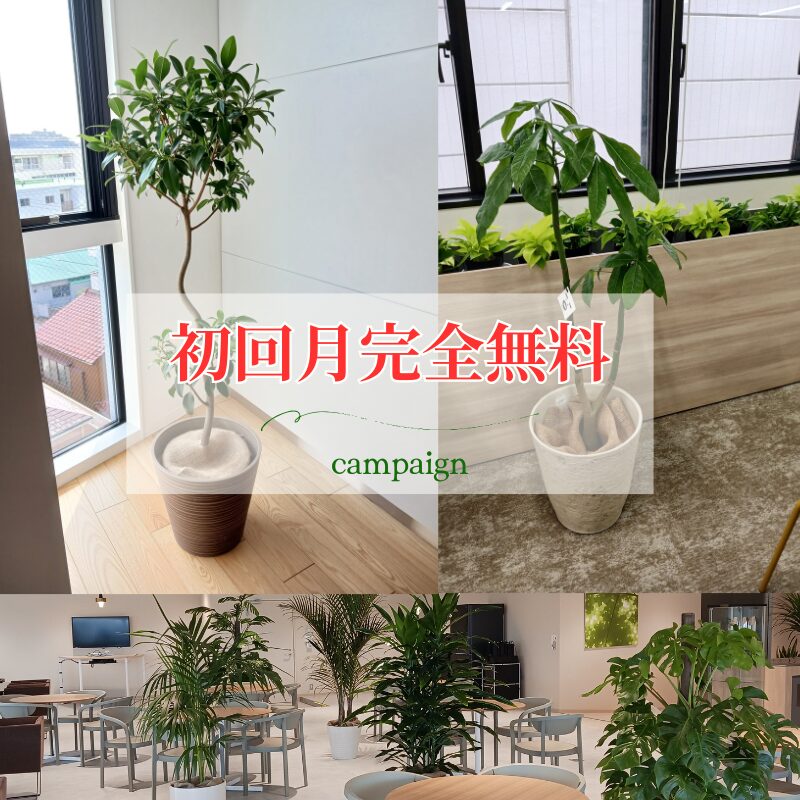 東京オフィス専門の観葉植物レンタル