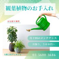 観葉植物メンテナンス