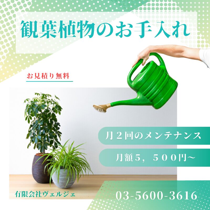 観葉植物メンテナンス