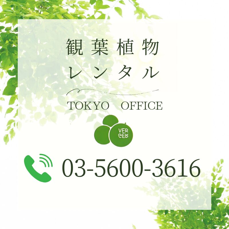 東京オフィス専門の観葉植物レンタル